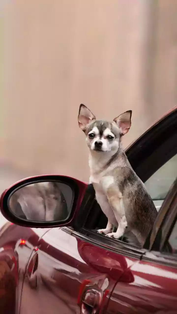 Levar cachorro solto no carro pode dar multa? Veja o que diz a lei