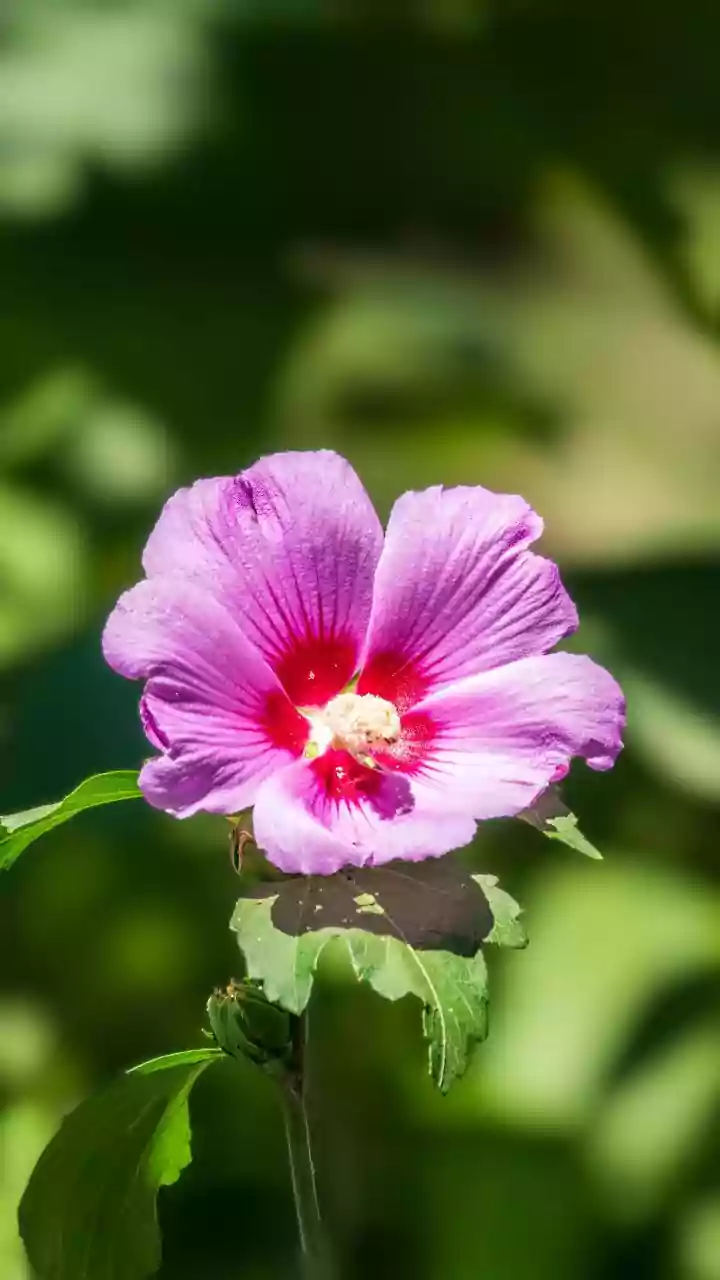 African Hibiscus Is Being Explored In Botanical Skin Care Without Evidence For Miracle Results, Making The Underlying Mechanism More Important