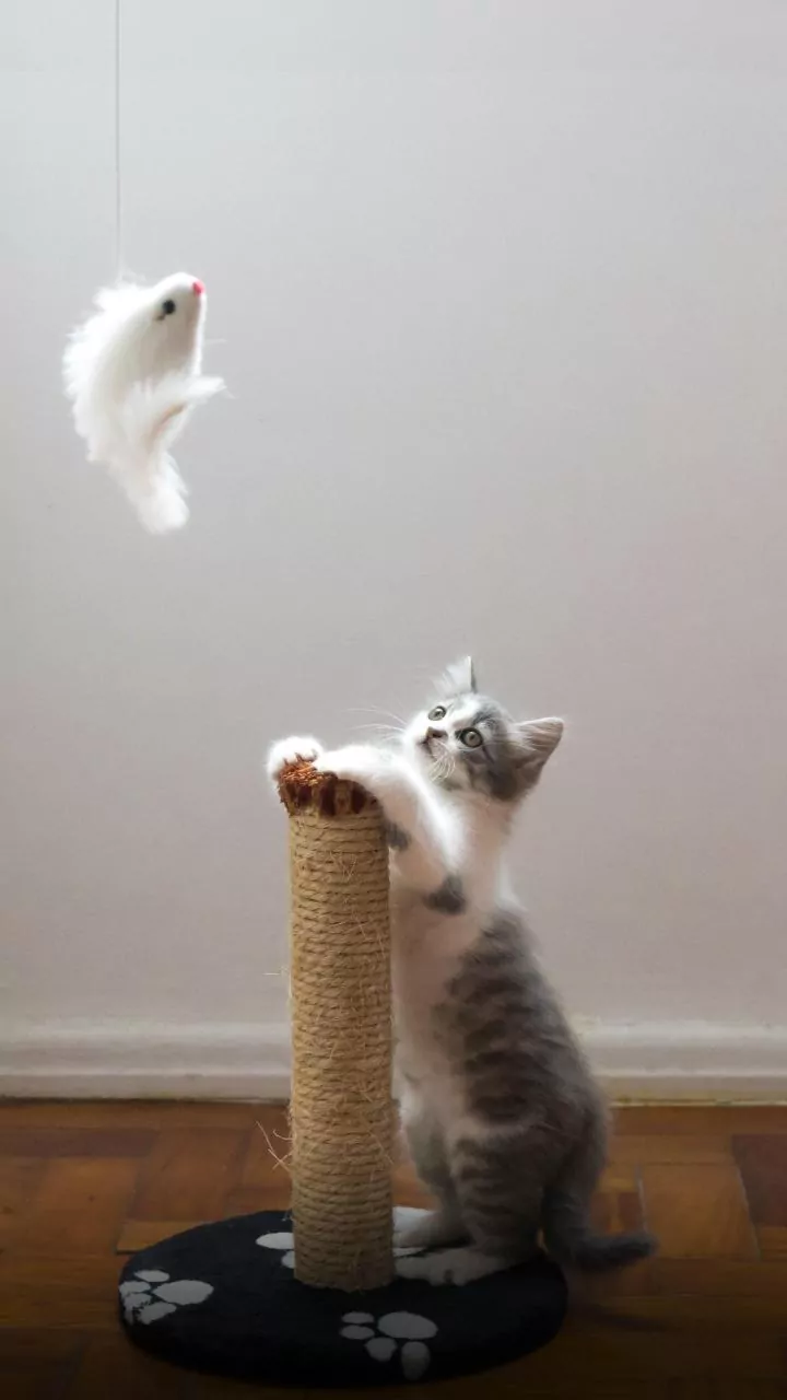 Será que nossos pets sentem tédio? Veja como motivá-los no dia a dia