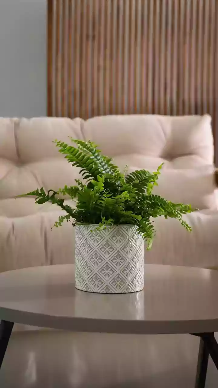 Indoor fern care: 5 mistakes you should avoid