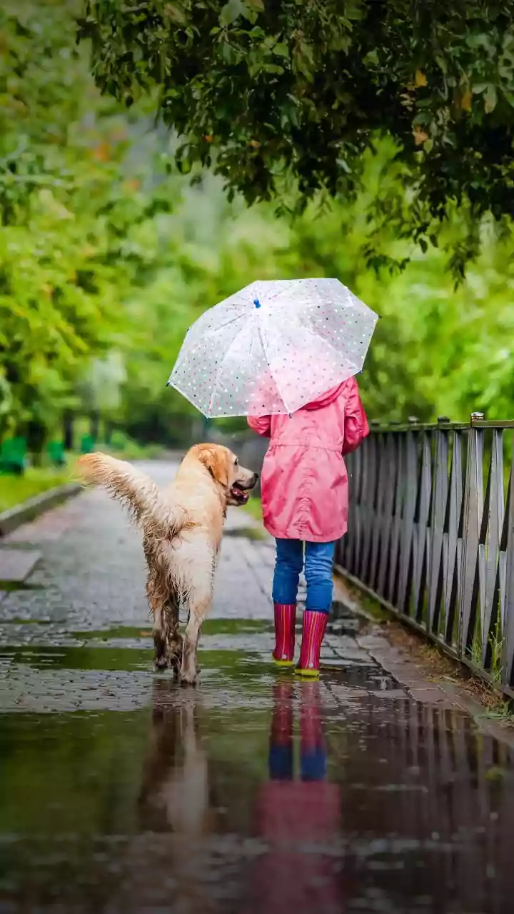 Why This Dog Raincoat Trend Is Super Viral