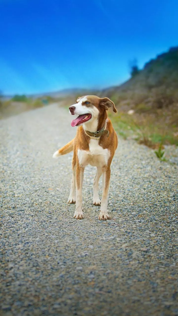 100 stray dogs ''poisoned'' to death near Hyderabad, case booked