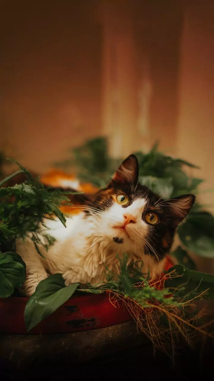 Se você tem gato em casa, cuidado com essas plantas!