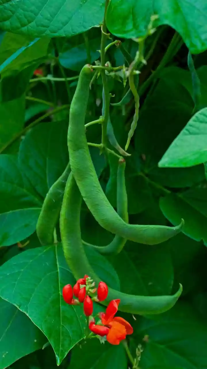 Checking Plant Type Comes First after the Start of August Pruning