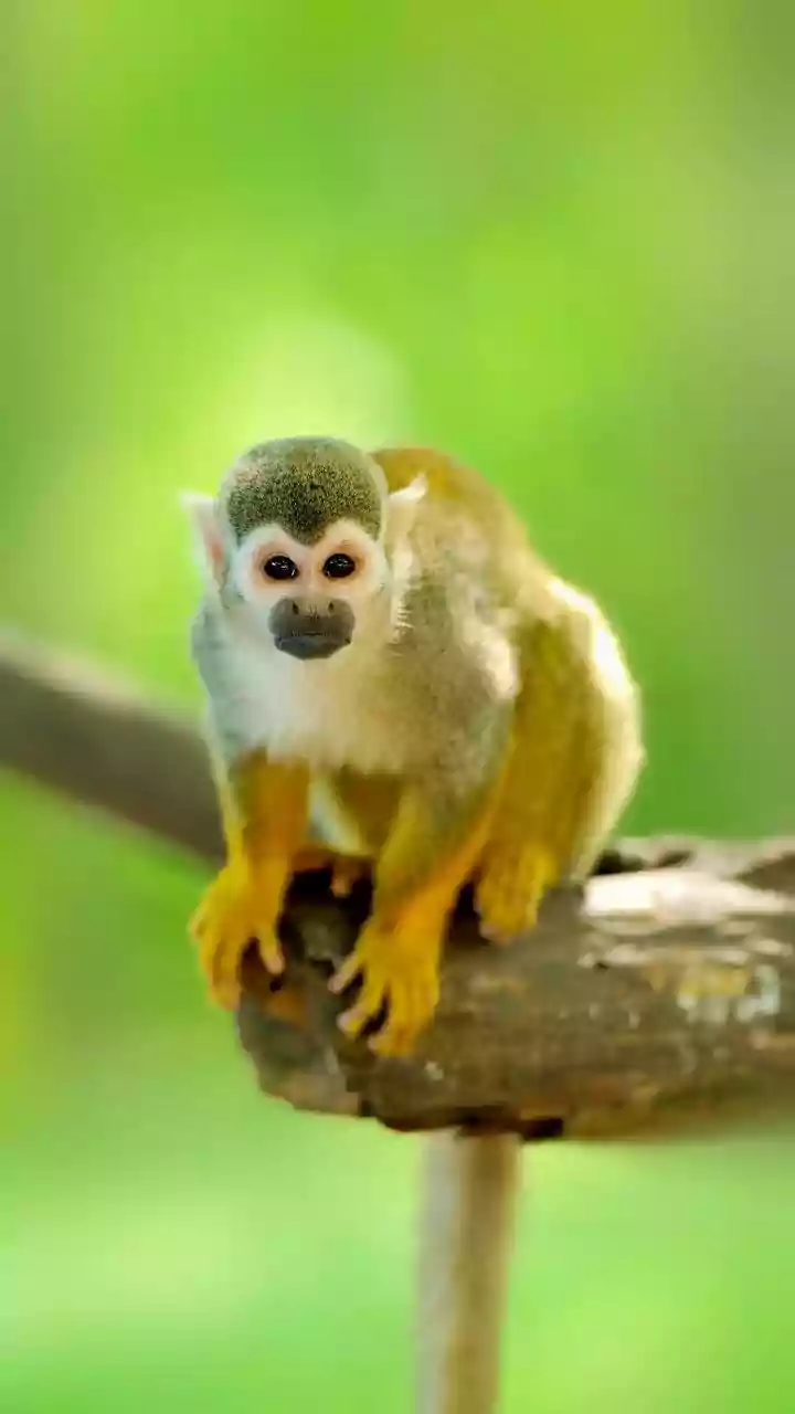 5 Tail-Wagging Wonders: Animals with Amazing Tails!