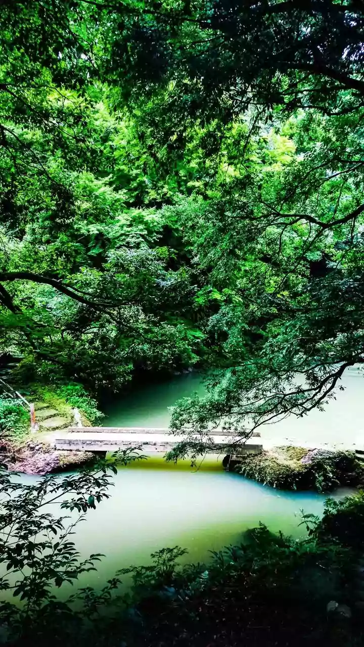 Backpacking North East India Explore Meghalaya Living Root Bridges On Budget