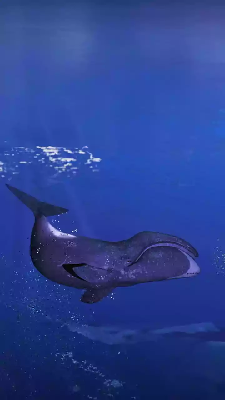 Whale Calving Decline Signals Ocean Trouble