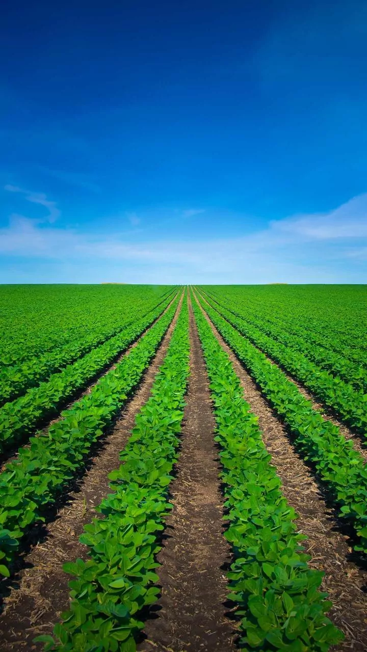 Agronegócio reduz a retenção de CO2 no solo