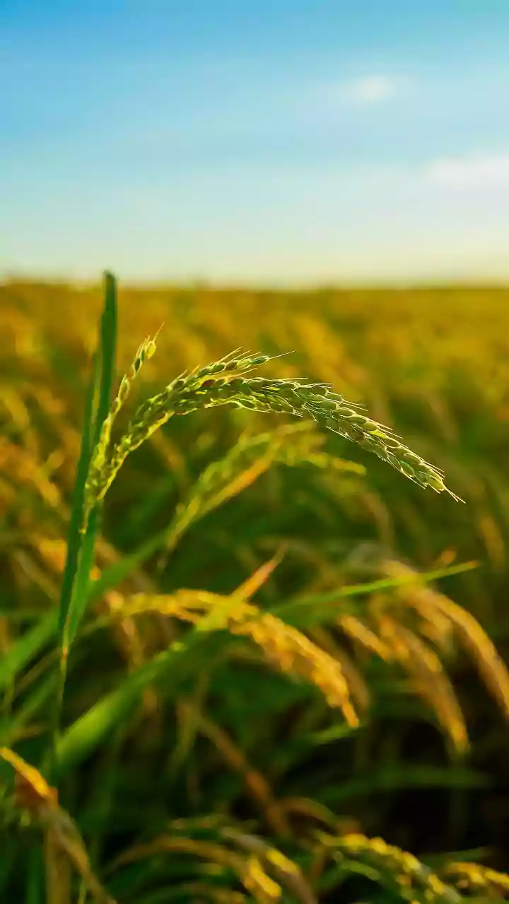 India's rice boom is draining its groundwater—fast