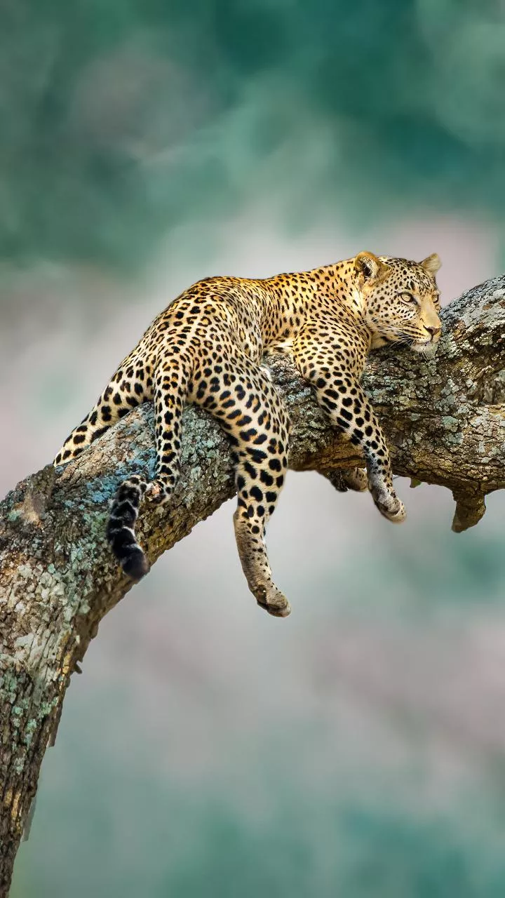 Leopard strays into residential complex in Thane district, attacks 4 persons