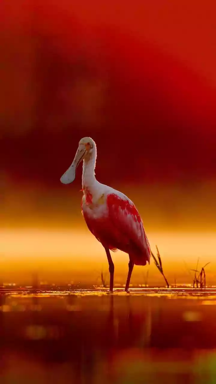 Migratory Bird Report Puts Habitat Protection at the Centre of Recovery