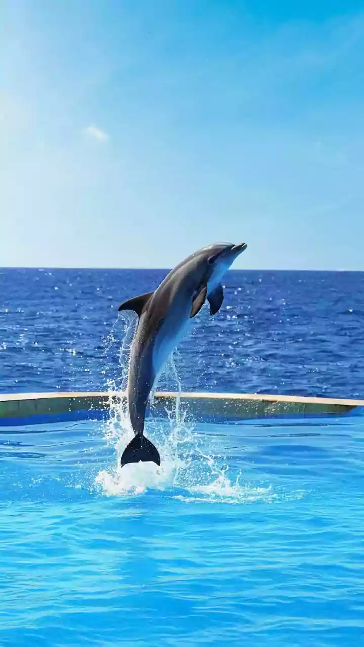 Unexpected benefits of dolphin kick exercise