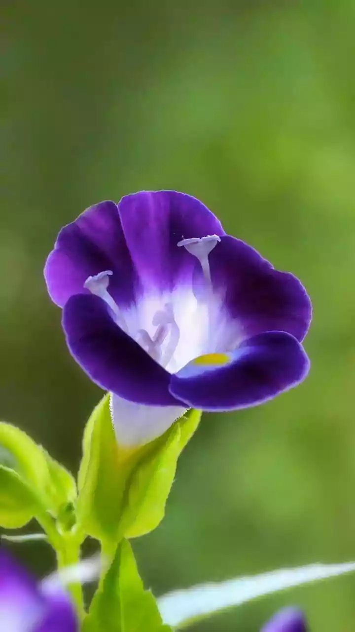 Neelakurinji Bloom In Munnar: What Indian Readers Should Know