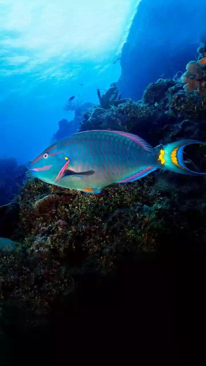 How Marine Biologists Scale Restoration Of Heat Resistant Corals To Safeguard Coastal Ecosystems