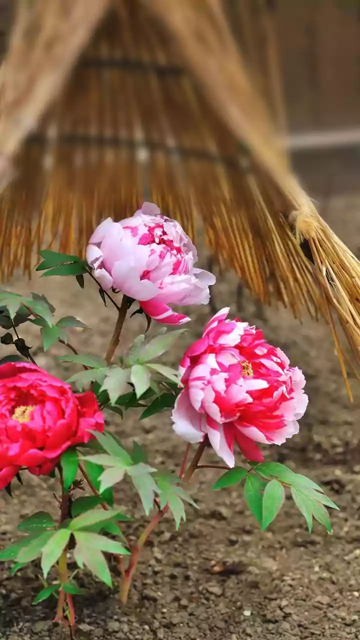 Vacation-Proof Your Garden: The Lazy Gardener's Straw Mulch Hack for Thriving Plants