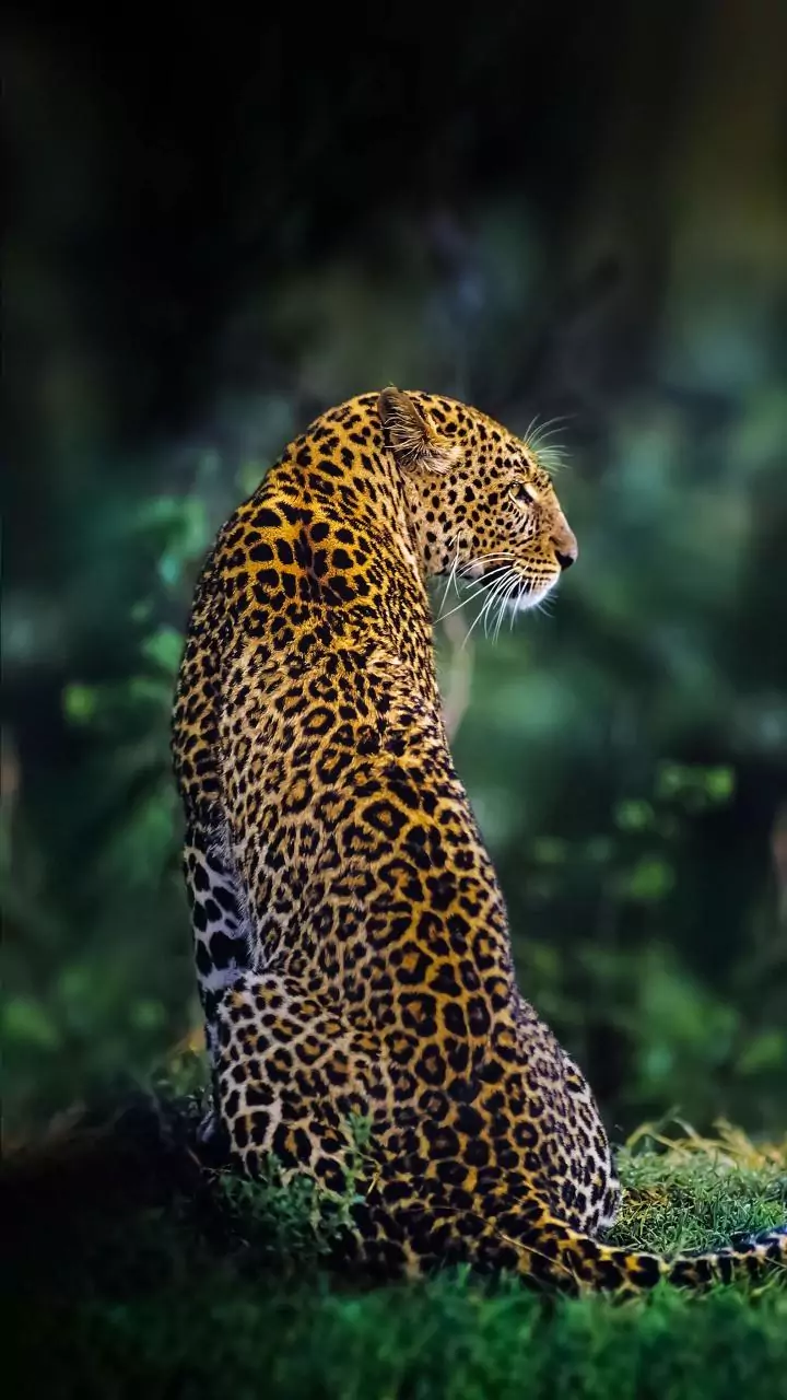 Leopard enters sweet shop in Daman, rescued after 10 hours