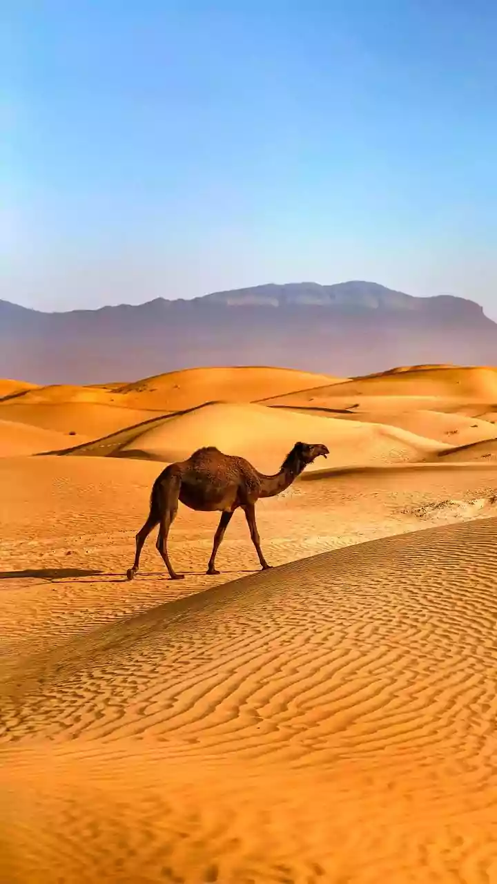 Masters of Thirst: 7 Remarkable Animals Thriving Without Water