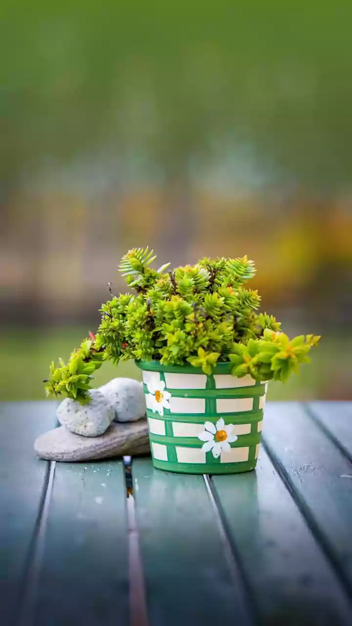 Balcony Herb Gardening During Rains: Easy Tricks For Basil, Mint, Lemongrass