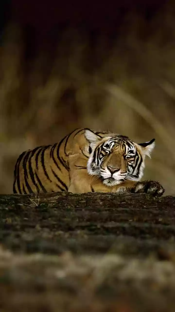 Community Homestays Turn Tiger Conservation into Local Tourism Opportunity