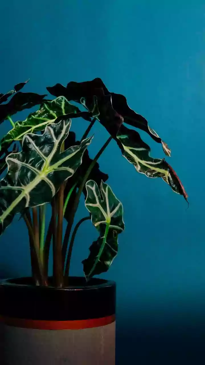 Propagate Rare Velvety Dark Alocasia In Glass For Perfect Aesthetic