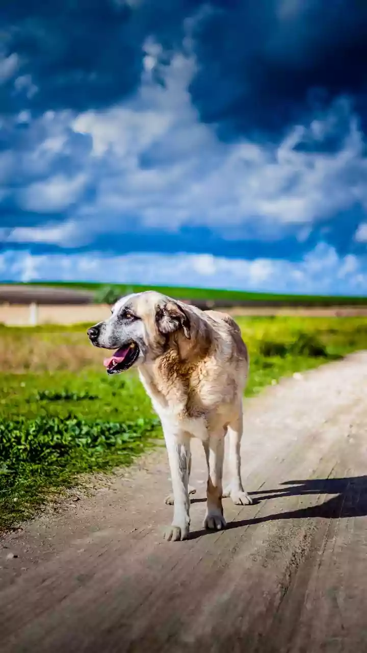 UP: Stray dogs kill 3-year-old girl