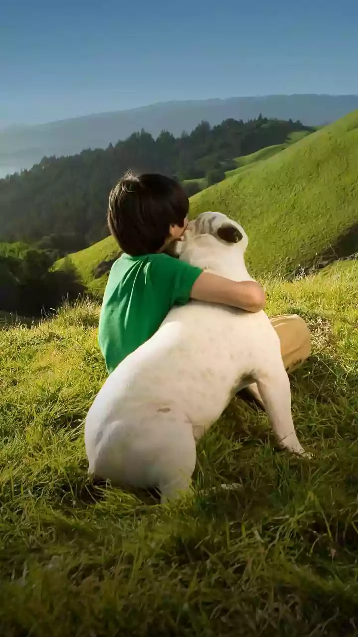 AI's Compassionate Touch: Finding Lost Pets with Advanced Image Recognition