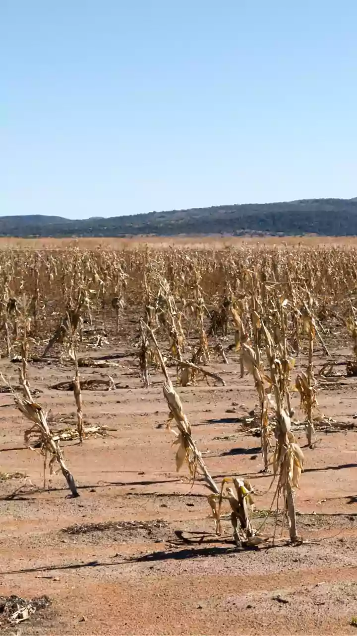India Faces 13% Monsoon Deficit, Raising Agricultural Concerns