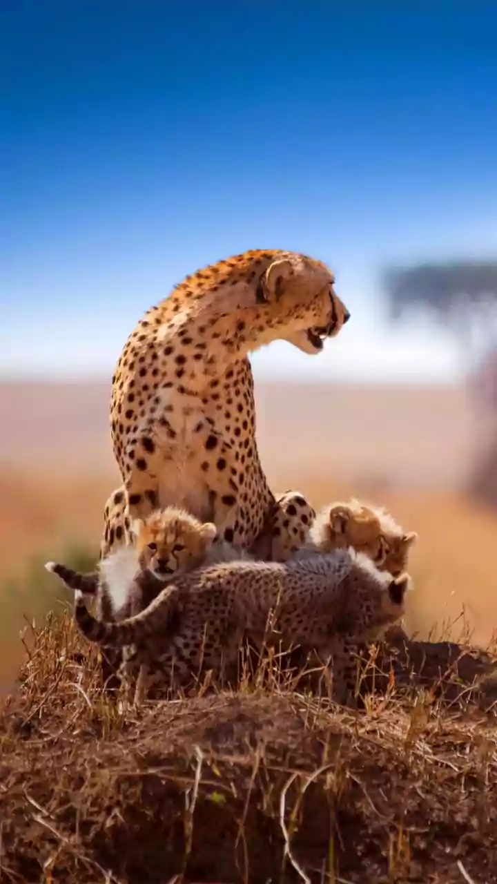 Cheetah Gamini gives birth to three cubs in MP's Kuno National Park