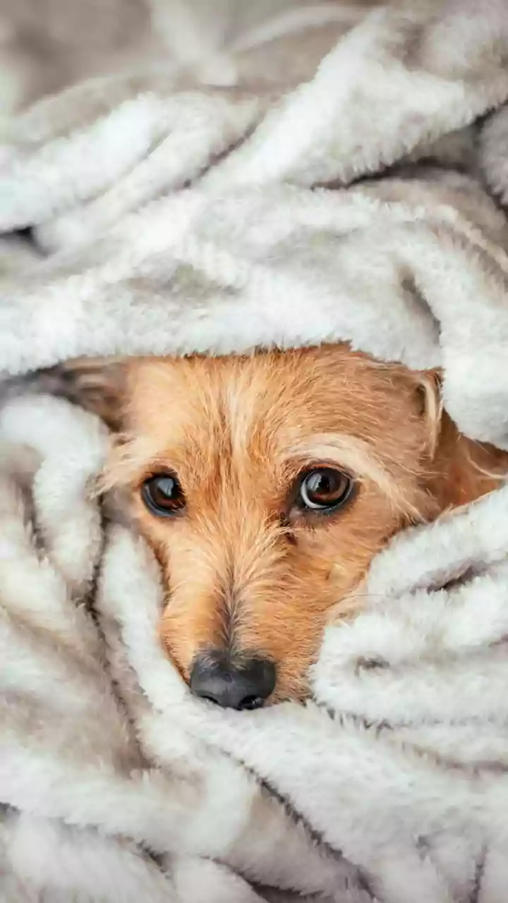 5 Signs Your Dog Has a UTI & How to Help