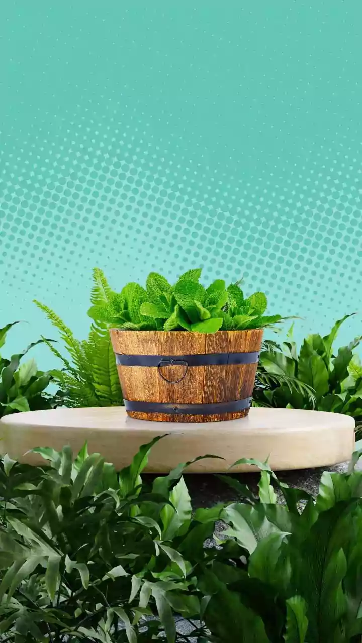Plants That Add Beauty And Ingredients To A Garden: What To Know