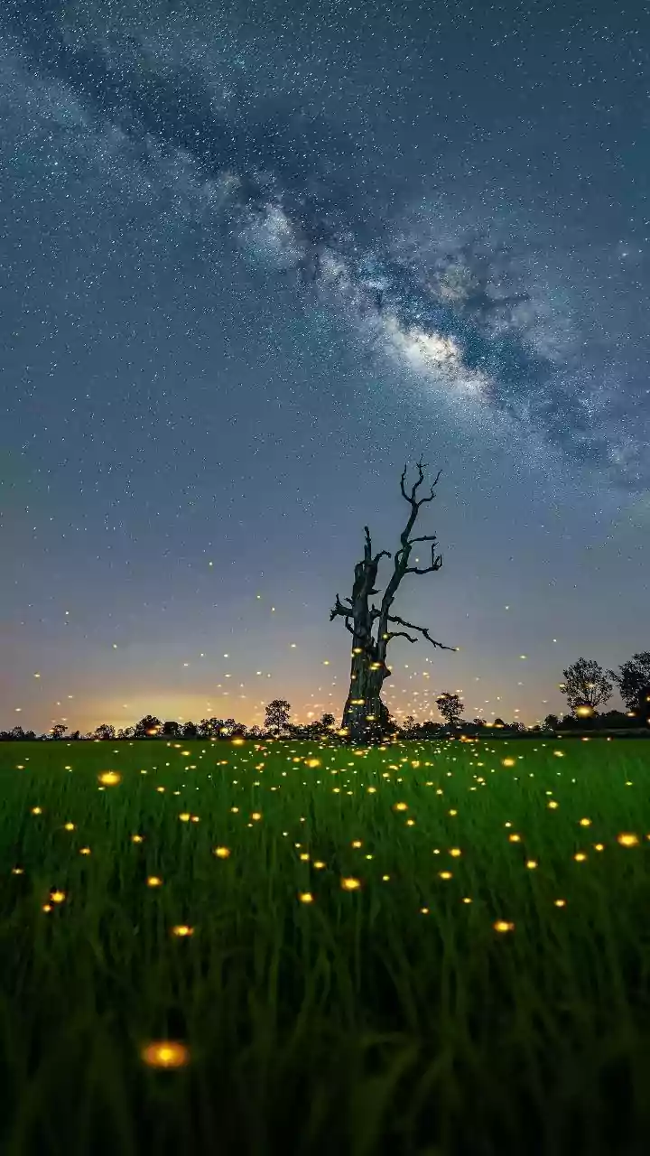 Fireflies Illuminate Western Ghats Before Monsoon Season