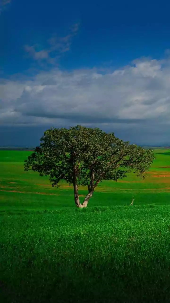 Monsoon Is Revealing A Greener Side Of Assam For Visitors