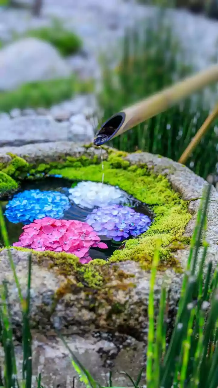 Finding Your Purpose: 5 Easy Ikigai Steps