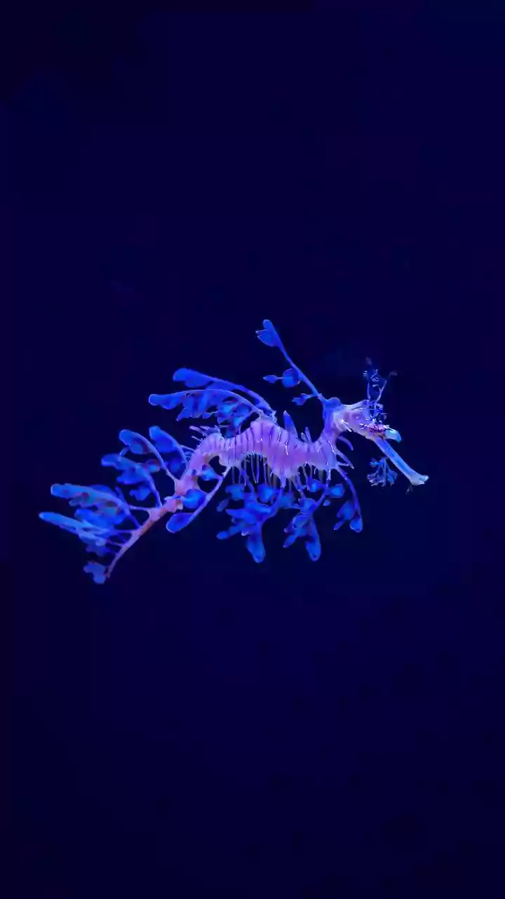 Scientists report Psolus fabricii tissue self-repairs in seawater 3 years