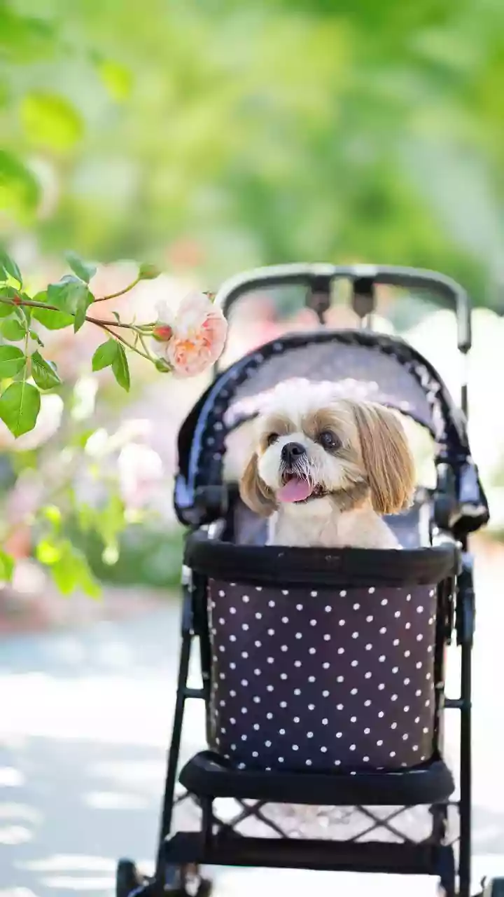 A Secure Carrier Should Be Comfortable, Ventilated and Correctly Sized