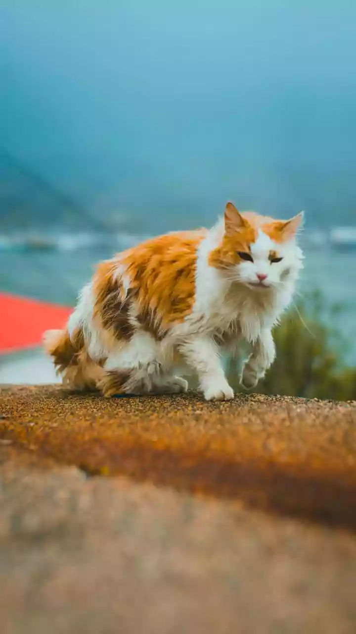 Keep Stray Cats Safe Constructing Dry Cardboard Shelters This Monsoon