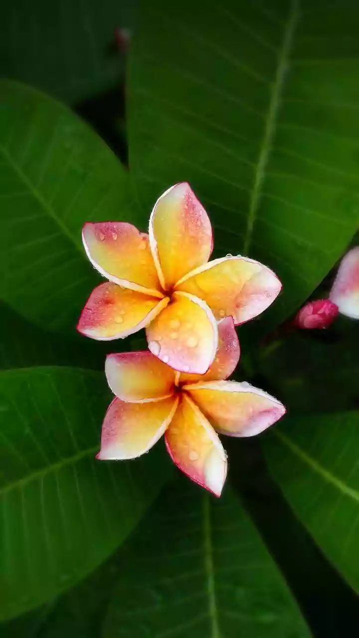 Monsoon Blooms Are Stealing Hearts