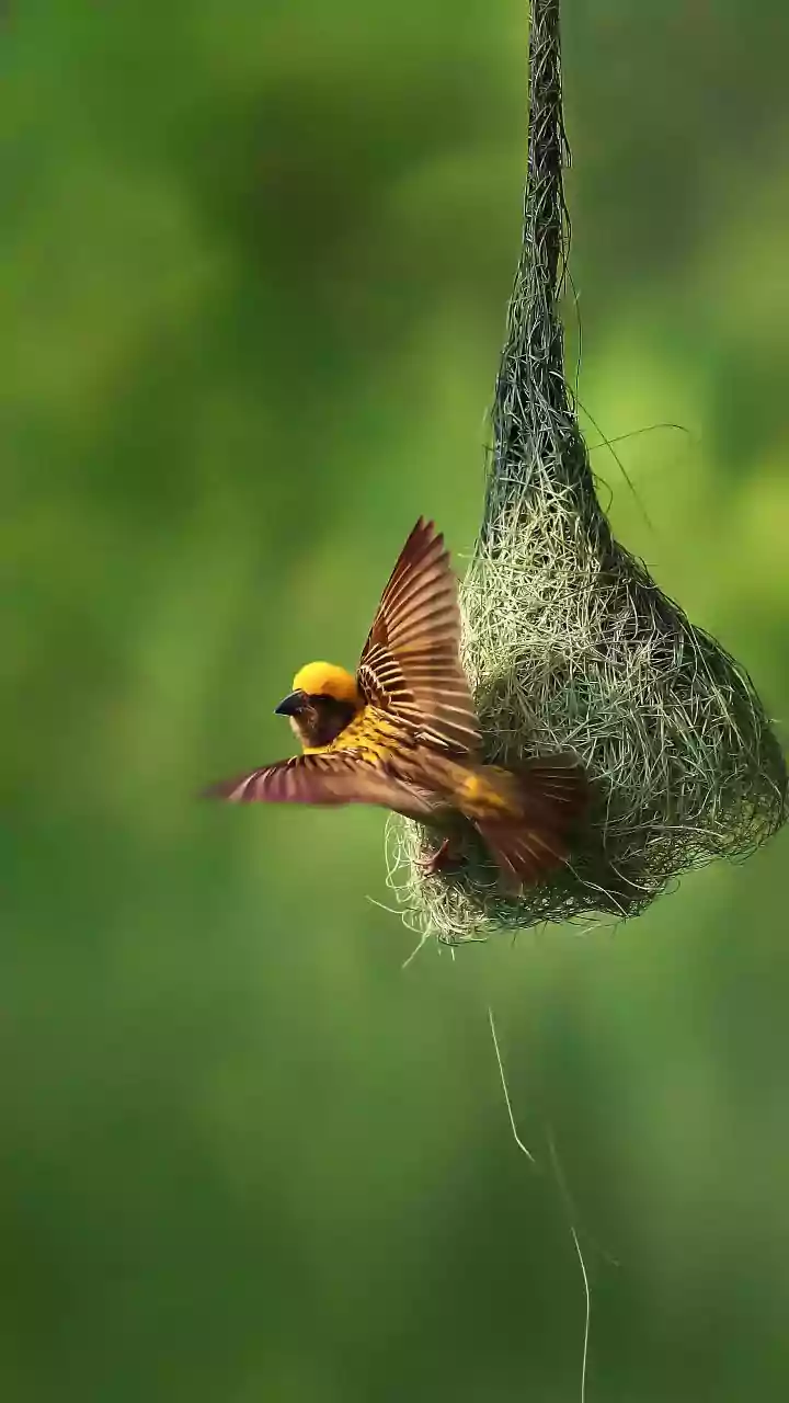 Beyond the Bird: 5 Astonishing Animals That Build Incredible Nests