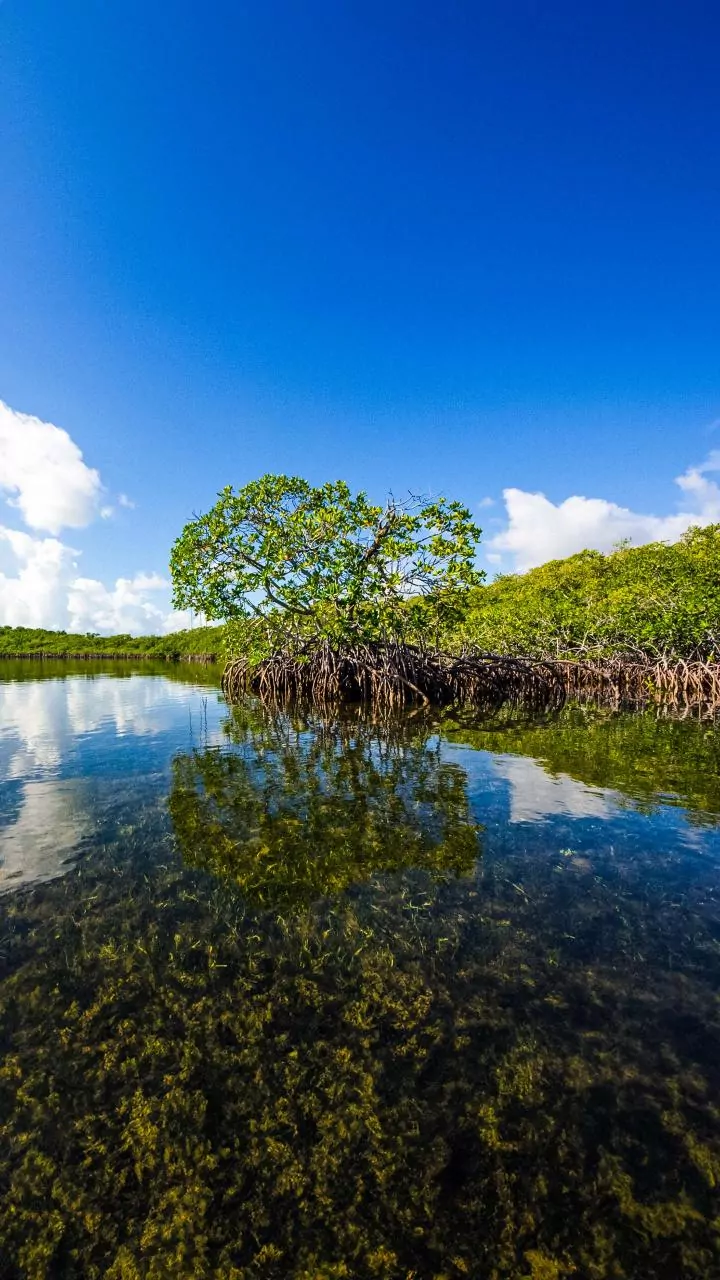 Green India Gets A Serious Environment Day Boost