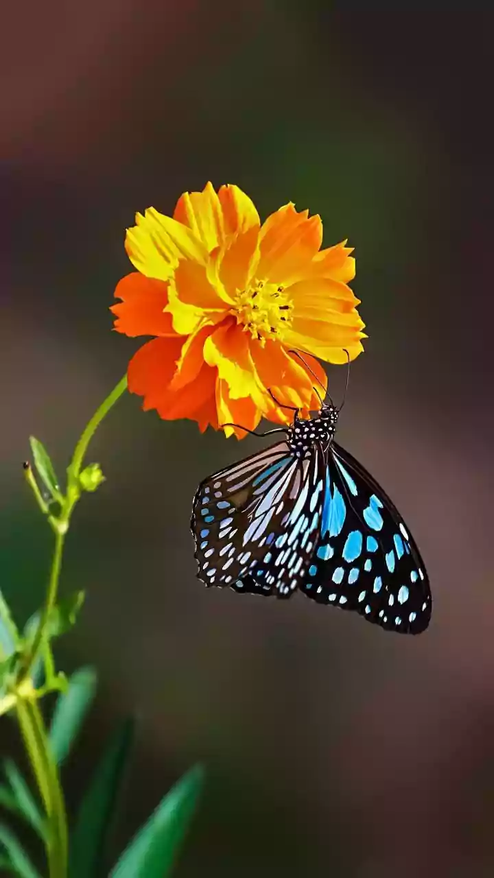Easy Green Upgrades For Butterfly-Friendly Homes