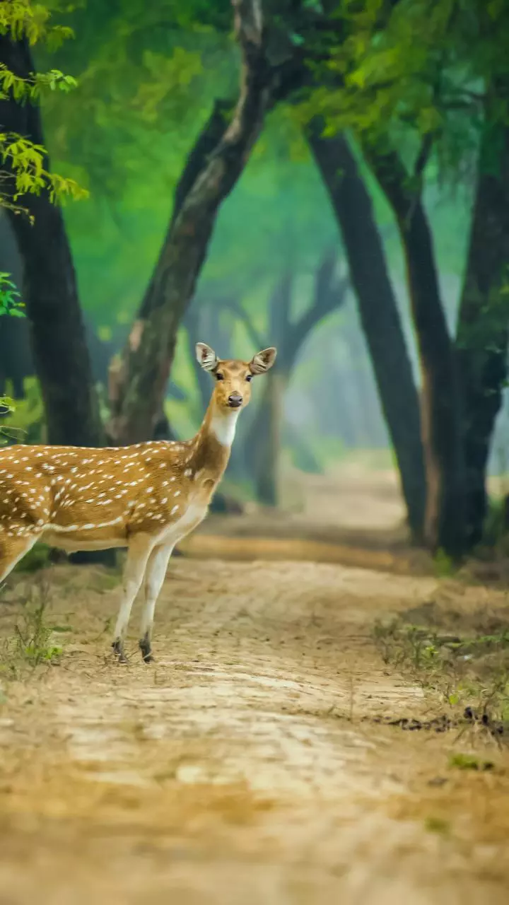J'khand: Jungle safari launched, foundation for eco-cottages laid at Dalma wildlife sanctuary