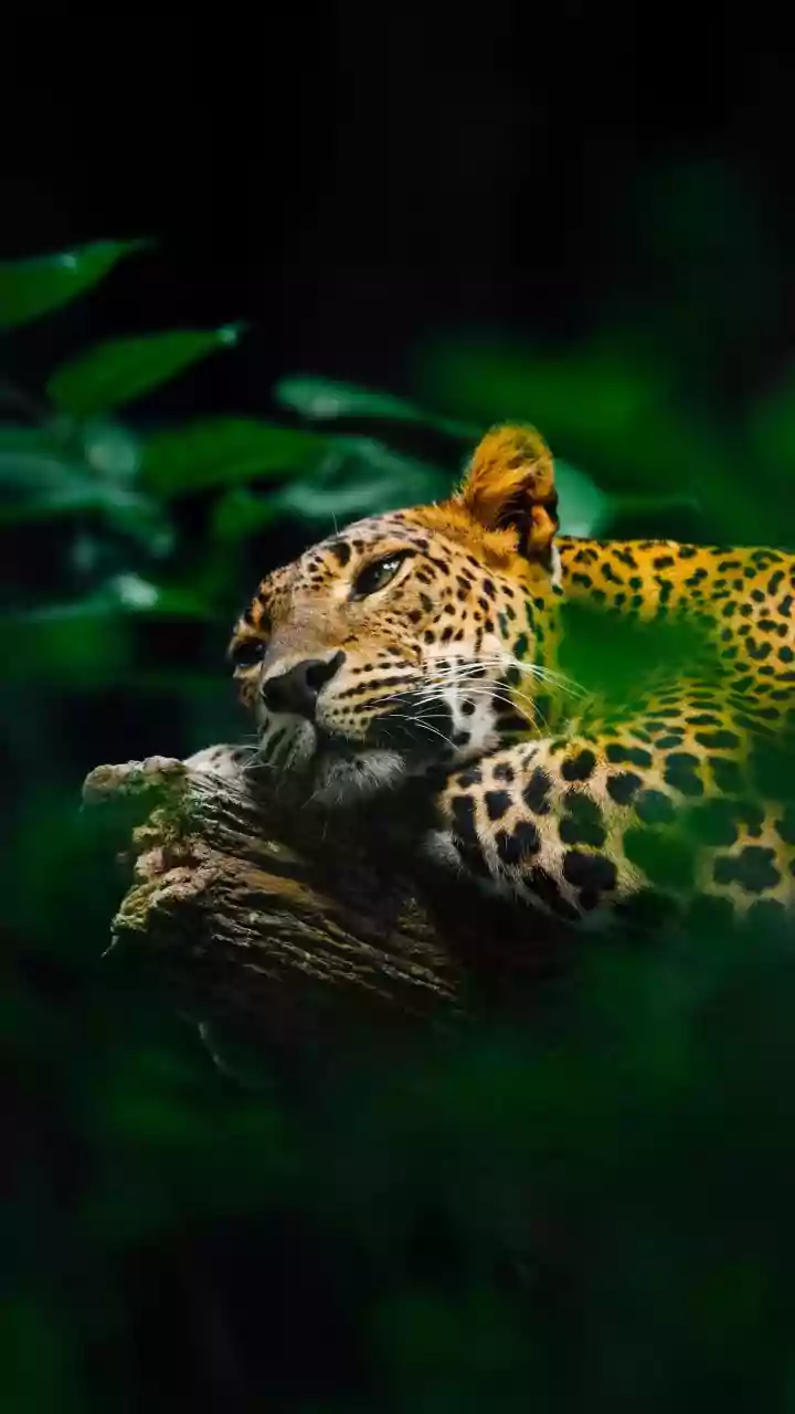 Leopard Trapped in Well in Kerala, Rescue On!