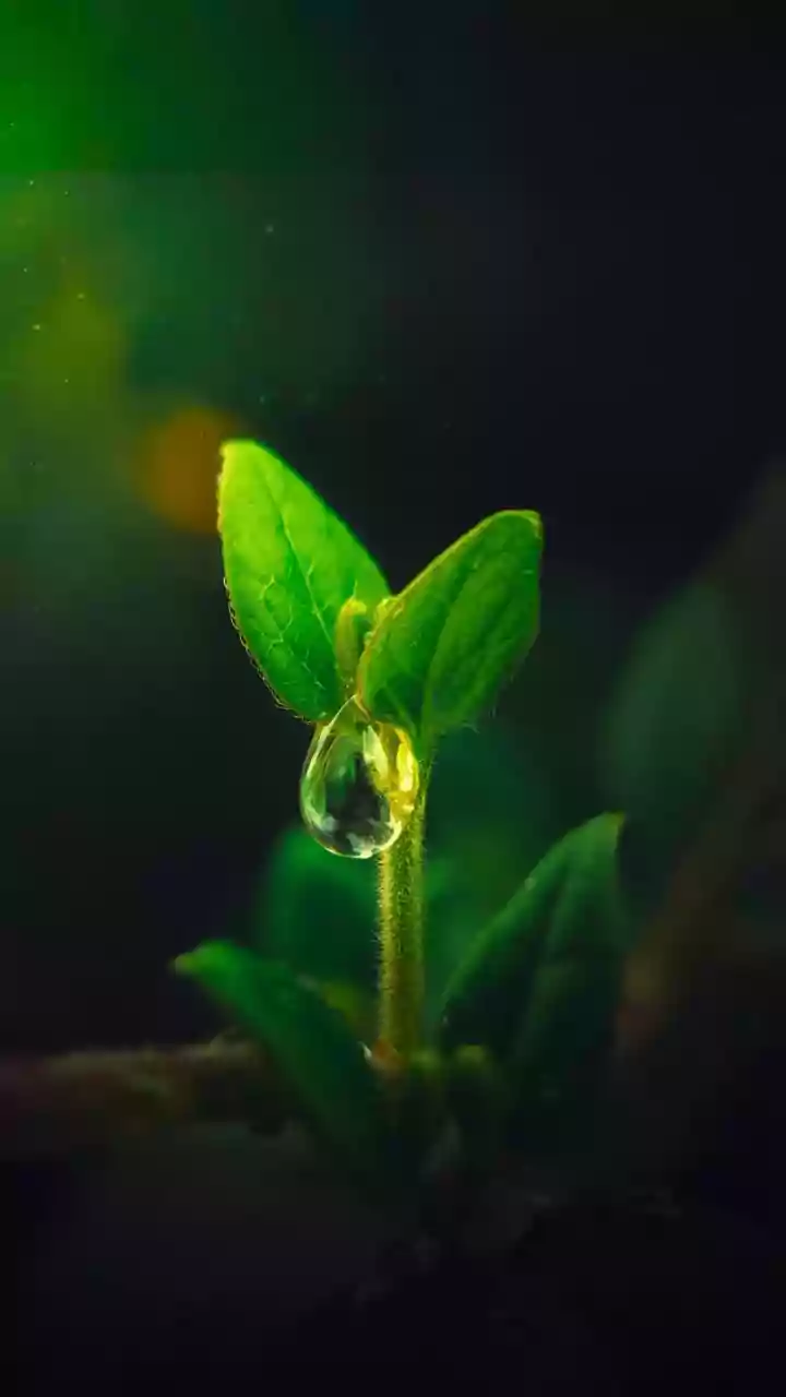 Machine learning offers new way to predict plant water use, Israeli study finds