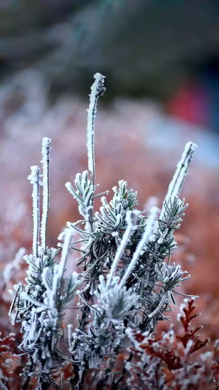 Madhya Pradesh December 25, 2025 Weather Updates: Pachmarhi Shivers At 3.8°C; Jet Stream To Push State Into Colder Days Ahead