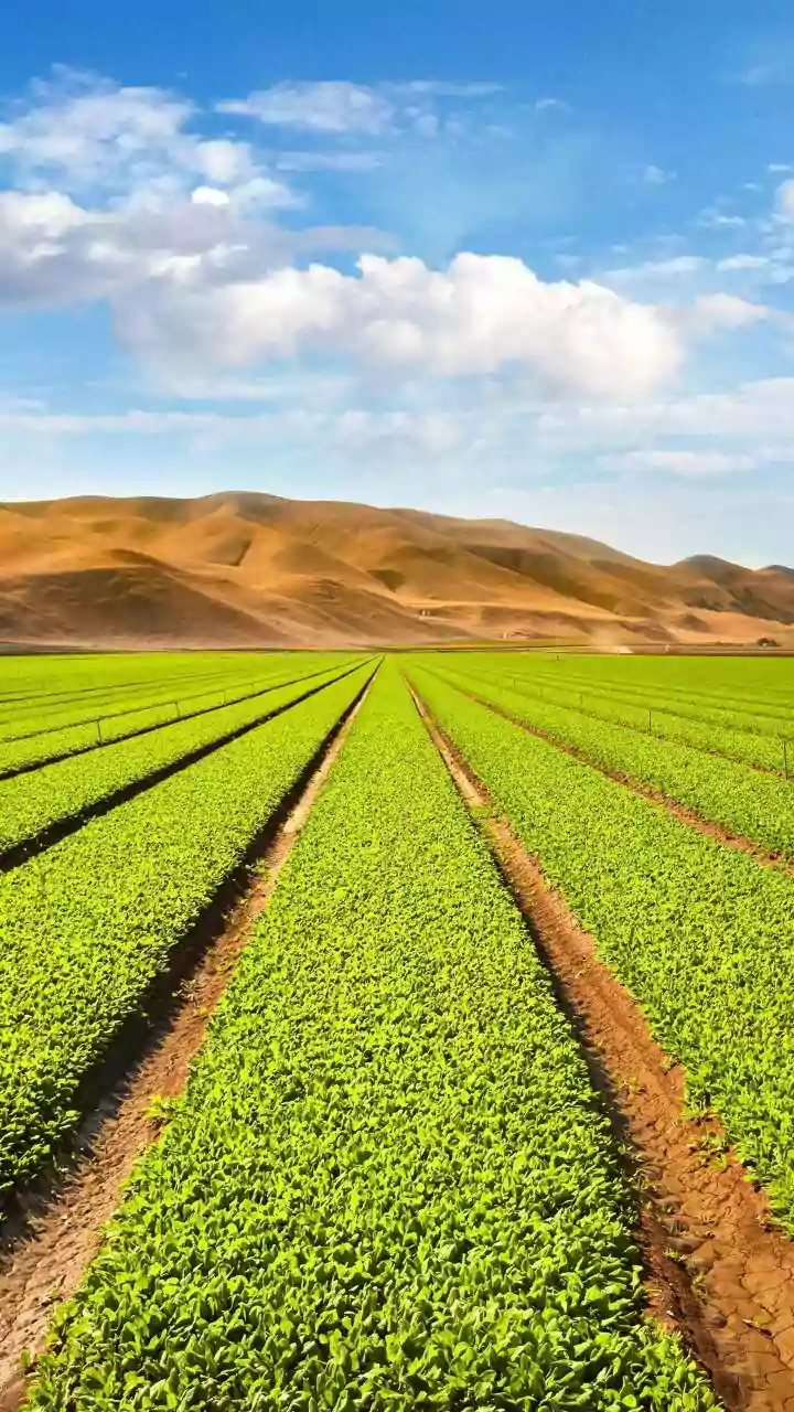 India's Three Growing Seasons Connects Kharif Timing with Rabi Timing