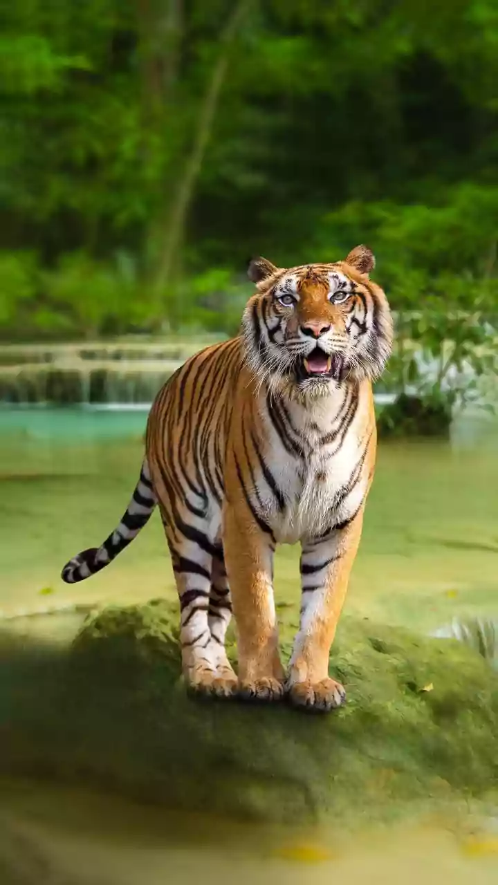 Ready for Tiger Watching in India? Here’s What You Need to Know First