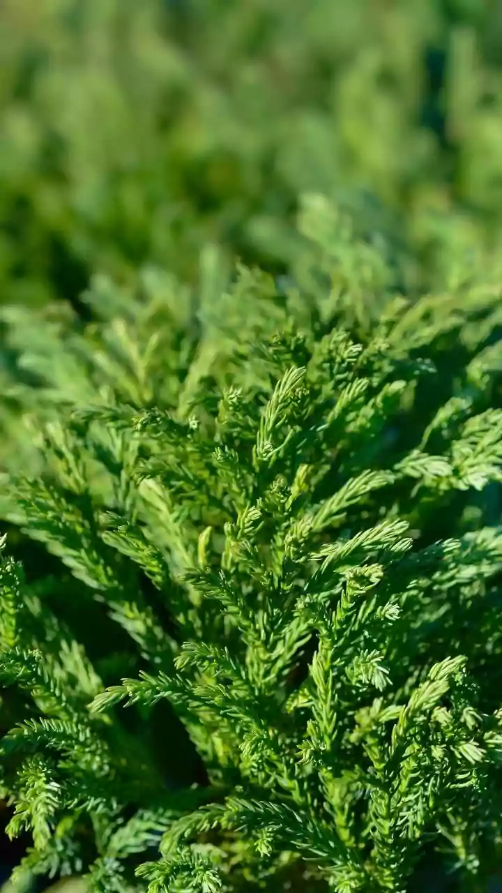 Unveiling the Juniper: A Week-Long Journey into This Aromatic Evergreen