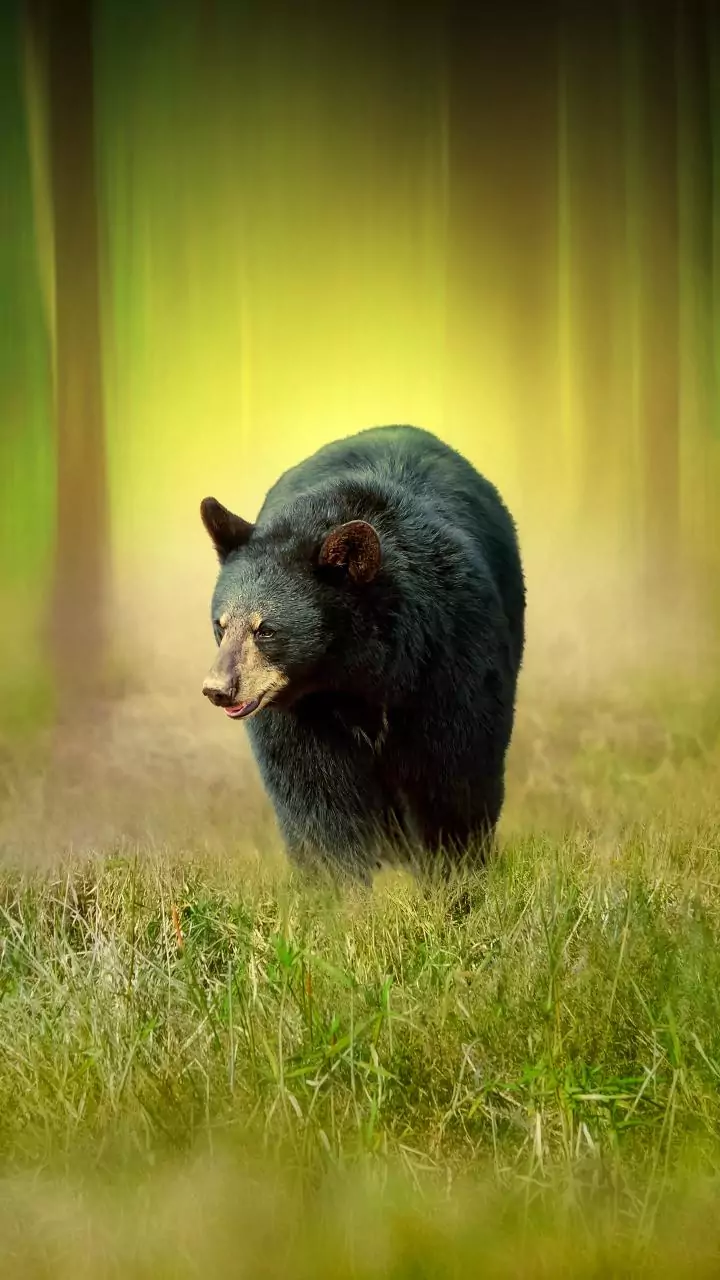 Uttarakhand man sustains serious injuries in bear attack