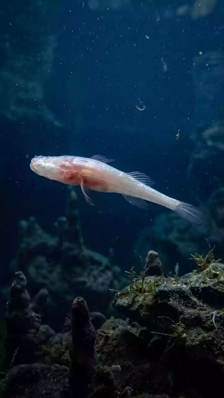 Novo peixe ‘demônio’ tem nome inspirado no Demogorgon