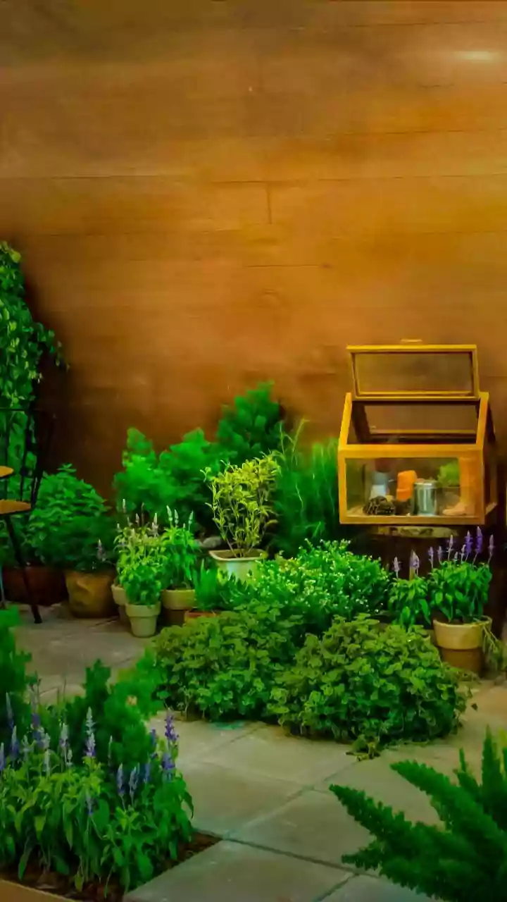 Gardening: How To Build A Climate-Resilient Garden In India